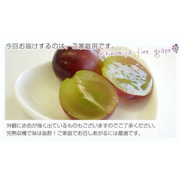 山梨県産JAふえふき一宮支所 ご家庭用に最適！大型サイズ種なし巨峰 約1.5キロ (3房入り) 送料無料 葡萄 ぶどう 黒ぶどう ※クール便04
