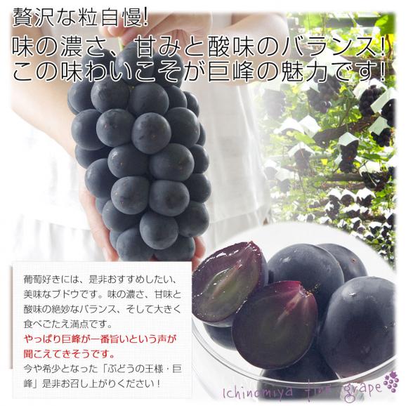 山梨県産JAふえふき一宮支所 ご家庭用に最適！大型サイズ種なし巨峰 約1.5キロ (3房入り) 送料無料 葡萄 ぶどう 黒ぶどう ※クール便05