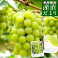 岡山県産 マスカット・オブ・アレキサンドリア 赤秀 大房 1房化粧箱（600g）葡萄 ぶどう あれき クール便発送