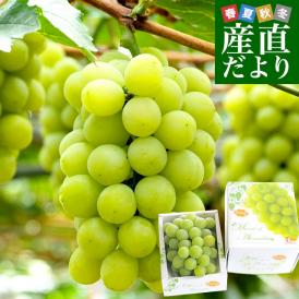 岡山県産 マスカット・オブ・アレキサンドリア 赤秀 大房 1房化粧箱（600g）葡萄 ぶどう あれき クール便発送