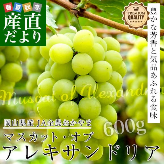 岡山県産 マスカット・オブ・アレキサンドリア 赤秀 大房 1房化粧箱（600g）葡萄 ぶどう あれき クール便発送02