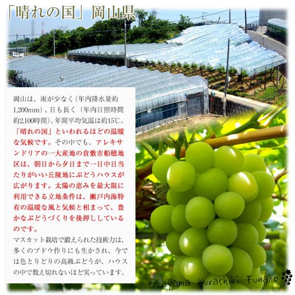 岡山県産 マスカット・オブ・アレキサンドリア 赤秀 大房 1房化粧箱（600g）葡萄 ぶどう あれき クール便発送05