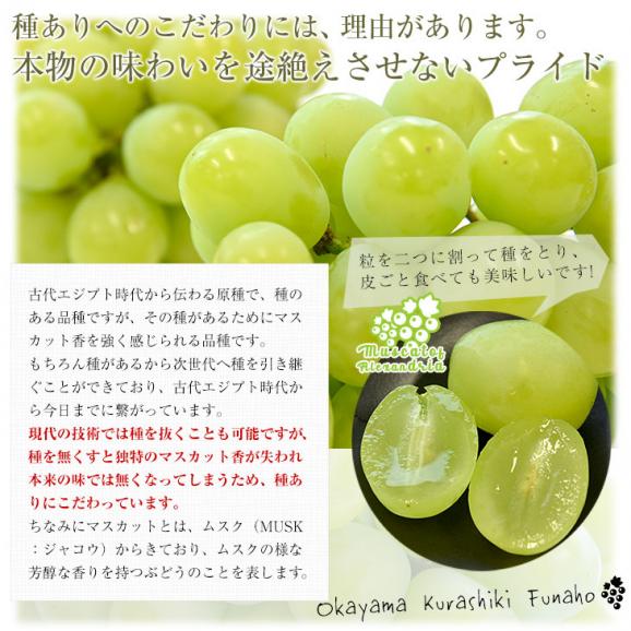 岡山県産 マスカット・オブ・アレキサンドリア 赤秀 大房 1房化粧箱（600g）葡萄 ぶどう あれき クール便発送06