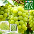 岡山県産　JA全農おかやま マスカット・オブ・アレキサンドリア 赤秀 大房 1房化粧箱（750g）葡萄 ぶどう あれき クール便発送 お中元 ギフト
