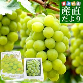 岡山県産 マスカット・オブ・アレキサンドリア 赤秀 大房 1房化粧箱（750g）葡萄 ぶどう あれき クール便発送