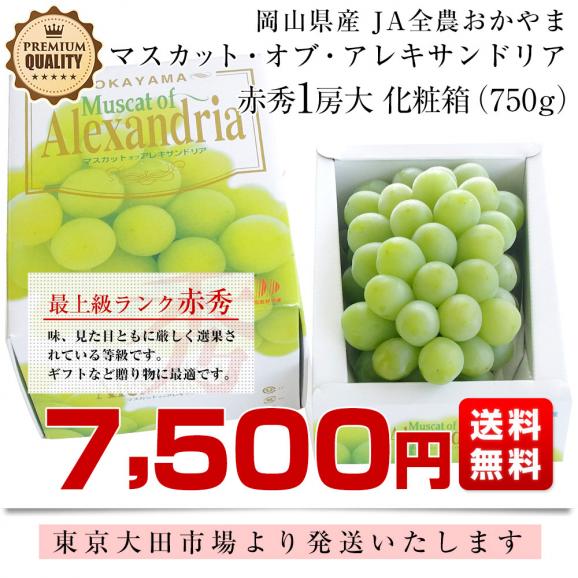岡山県産 マスカット・オブ・アレキサンドリア 赤秀 大房 1房化粧箱（750g）葡萄 ぶどう あれき クール便発送03