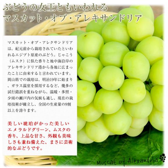 岡山県産 マスカット・オブ・アレキサンドリア 赤秀 大房 1房化粧箱（750g）葡萄 ぶどう あれき クール便発送04