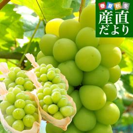 山梨県 又は 長野県産 シャインマスカット　約2キロ（4房）送料無料 ぶどう ブドウ 種なしぶどう 葡萄  ※クール便