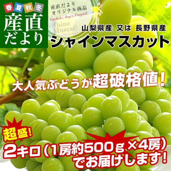 山梨県 又は 長野県産 シャインマスカット　約2キロ（4房）送料無料 ぶどう ブドウ 種なしぶどう 葡萄  ※クール便02