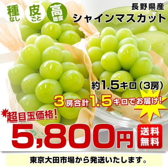 長野県産 シャインマスカット 約1.5キロ（3房）送料無料 ぶどう ブドウ 種なしぶどう03