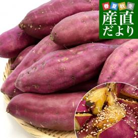 高知県産　JA高知県　土佐紅　A級品2Lサイズ5キロ　15本前後　送料無料　とさべに　さつまいも　サツマイモ　薩摩芋　新芋　市場発送