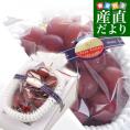 石川県産 JA全農いしかわ ルビーロマン 秀品1房 1キロ以上 化粧箱入り 送料無料 葡萄 ぶどう ブドウ ※クール便