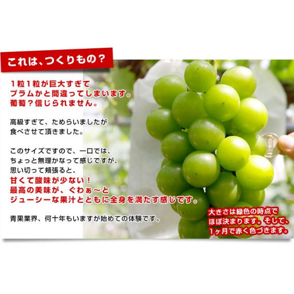 石川県産 JA全農いしかわ ルビーロマン 秀品G（1粒約30gの超大玉）1房 900g以上 化粧箱入り 葡萄 ぶどう 送料無料 ※クール便04