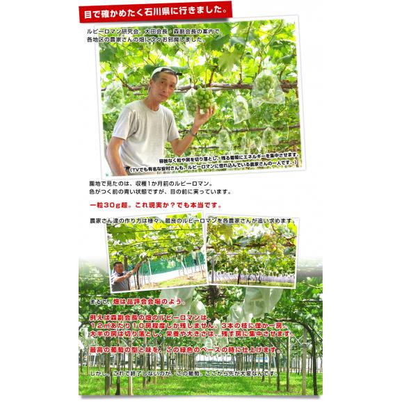 石川県産 JA全農いしかわ ルビーロマン 秀品G（1粒約30gの超大玉）1房 900g以上 化粧箱入り 葡萄 ぶどう 送料無料 ※クール便05