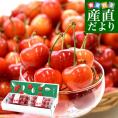 山形県 寒河江市産 さくらんぼ「紅秀峰」秀品Lサイズ以上 約400g(200g×2パック) 送料無料 サクランボ　桜桃 クール便