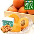 長野県産 JAながの 生食用「杏(あんず)」(品種：ハーコット) 秀品 Lサイズ以上 約1キロ　送料無料 アプリコット 杏子 クール便