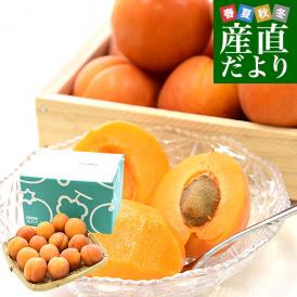 超希少！生食で食べる杏(あんず)登場！わずか2週間ほどの美味！