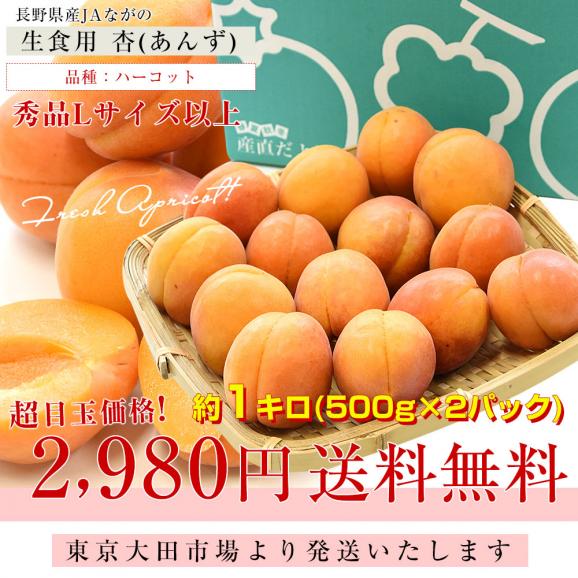 長野県産 JAながの 生食用「杏(あんず)」(品種：ハーコット) 秀品 Lサイズ以上 約1キロ　送料無料 アプリコット 杏子 クール便03