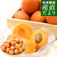 長野県産 JAながの 生食用「杏(あんず)」(品種：ハーコット) 秀品 Lサイズ以上 約2キロ(4パック入り) 送料無料 アプリコット 杏子 クール便