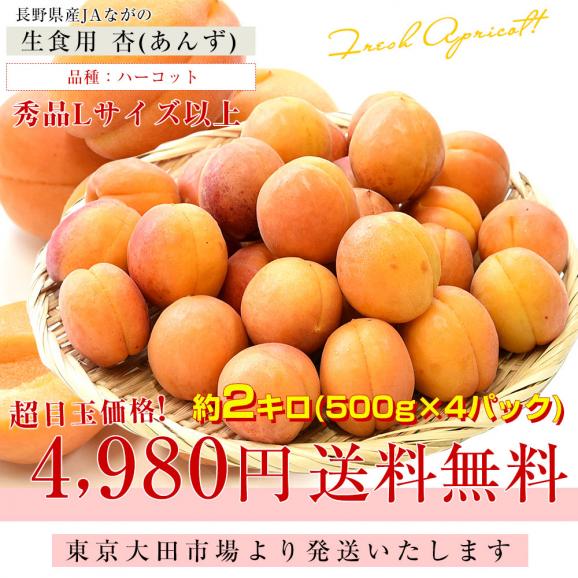 長野県産 JAながの 生食用「杏(あんず)」(品種：ハーコット) 秀品 Lサイズ以上 約2キロ(4パック入り) 送料無料 アプリコット 杏子 クール便03
