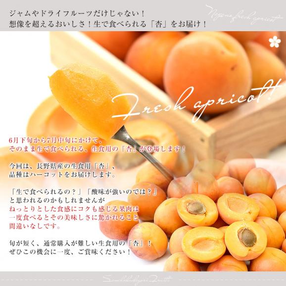 長野県産 JAながの 生食用「杏(あんず)」(品種：ハーコット) 秀品 Lサイズ以上 約2キロ(4パック入り) 送料無料 アプリコット 杏子 クール便04