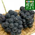 福岡県 JAふくおか八女 ハウス栽培 巨峰＆ピオーネセット 約1キロ(500g×各1房) 秀品黒ぶどう 葡萄 ブドウ クール便 送料無料