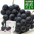 福岡県 JAふくおか八女 ピオーネ 約1キロ(500g×2房) 秀品 送料無料 黒ぶどう 葡萄 ブドウ クール便 お中元 ギフト