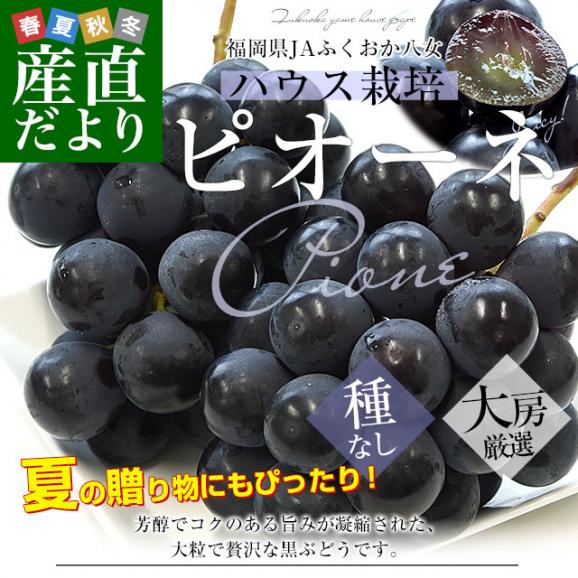 福岡県 JAふくおか八女 ピオーネ 約1キロ(500g×2房) 秀品 送料無料 黒ぶどう 葡萄 ブドウ クール便 お中元 ギフト02