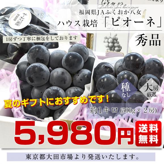 福岡県 JAふくおか八女 ピオーネ 約1キロ(500g×2房) 秀品 送料無料 黒ぶどう 葡萄 ブドウ クール便 お中元 ギフト03