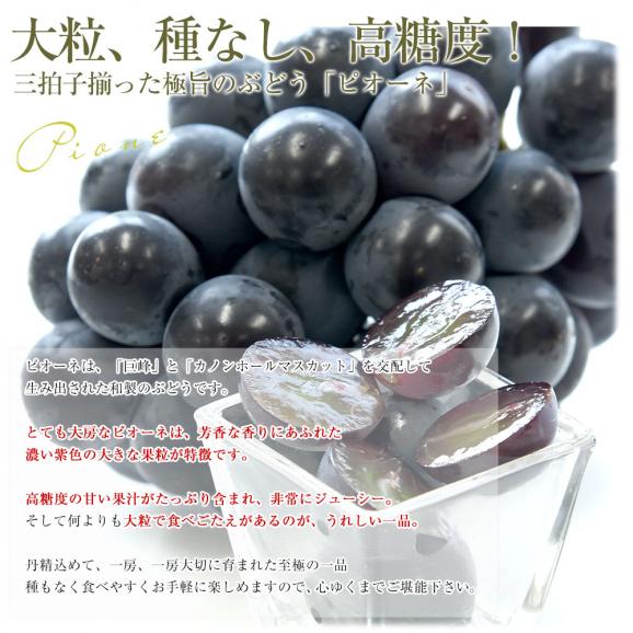 福岡県 JAふくおか八女 ピオーネ 約1キロ(500g×2房) 秀品 送料無料 黒ぶどう 葡萄 ブドウ クール便 お中元 ギフト04