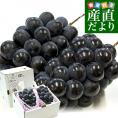 福岡県 JAふくおか八女 ハウス栽培 巨峰 約1キロ(500g×2房) 秀品 黒ぶどう葡萄 ブドウ クール便 送料無料