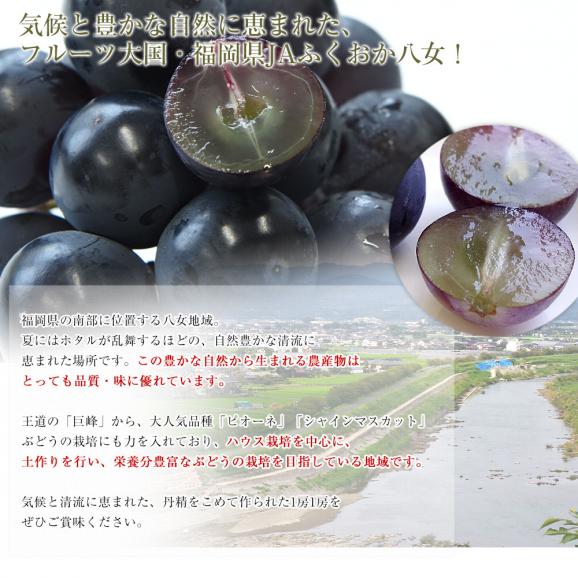 福岡県 JAふくおか八女 ハウス栽培 巨峰 約1キロ(500g×2房) 秀品 黒ぶどう葡萄 ブドウ クール便 送料無料05