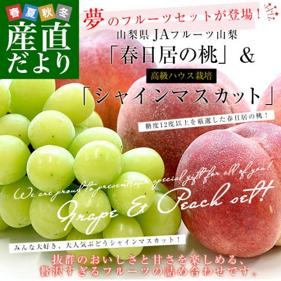 山梨県 JAフルーツ山梨 フルーツセット 春日居の桃 青秀品 4玉 (約1.2キロ) ＆高級ハウスシャインマスカット 秀品 1房 450g以上 送料無料 お中元 夏ギフト02