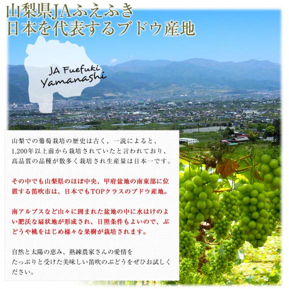 山梨県産 プレミアム果物ギフト 「シャインマスカット×春日居の桃」送料無料 フルーツ詰め合わせ もも ハウスぶどう ギフト 夏ギフト お中元 御中元06