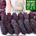山梨県産 JAフルーツ山梨 デラウェア 秀品 約2キロ（12房から17房） 送料無料 ぶどう ブドウ 葡萄 クール便