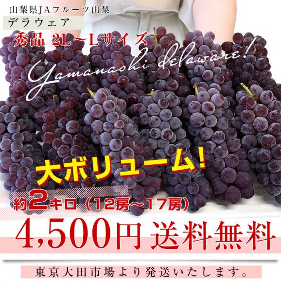 山梨県産 JAフルーツ山梨 デラウェア 秀品 約2キロ（12房から17房） 送料無料 ぶどう ブドウ 葡萄 クール便03