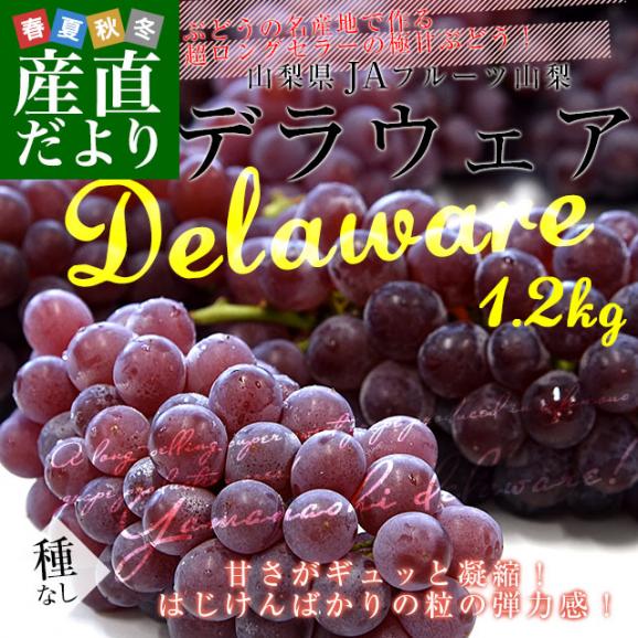 山梨県産JAフルーツ山梨 デラウェア 秀品 約1.2キロ（8房～11房） 送料無料 ぶどう ブドウ 葡萄 クール便02
