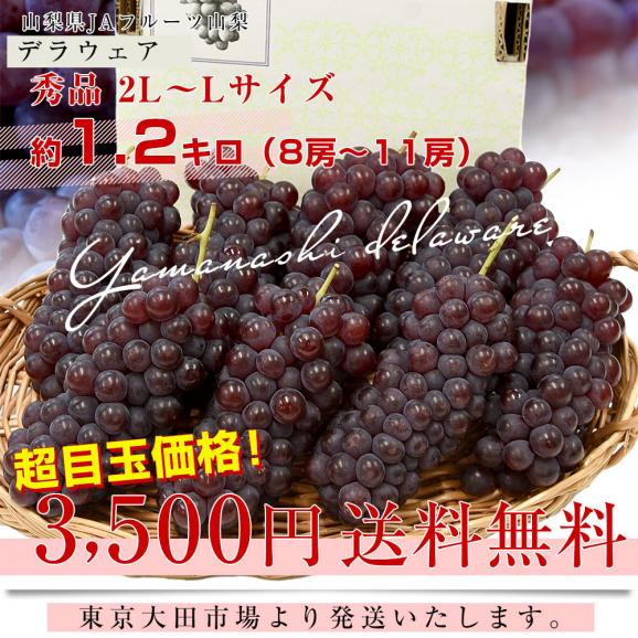 山梨県産JAフルーツ山梨 デラウェア 秀品 約1.2キロ（8房～11房） 送料無料 ぶどう ブドウ 葡萄 クール便03