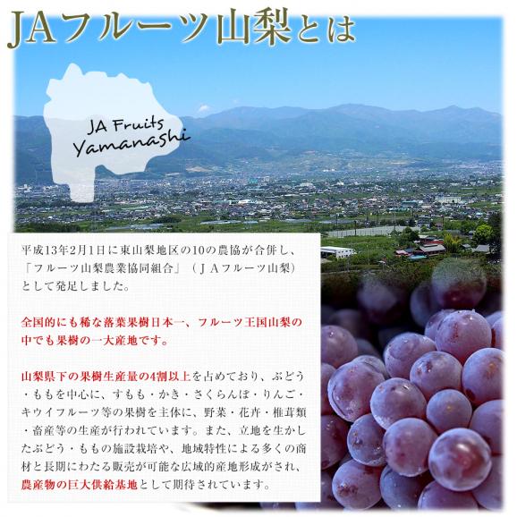 山梨県産JAフルーツ山梨 デラウェア 秀品 約1.2キロ（8房～11房） 送料無料 ぶどう ブドウ 葡萄 クール便05