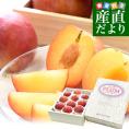 山梨県 JA南アルプス市 サマーエンジェル 約1.5キロ(10玉入り) 大玉4L 送料無料 すもも スモモ プラム 李