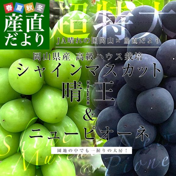 岡山県産 JA晴れの国岡山 高級ハウス栽培 超特大シャインマスカット晴王＆超特大ニューピオーネ ギフトセット 合計1.4キロ以上（1房700g×2）送料無料 ブドウ 葡萄 市場発送02