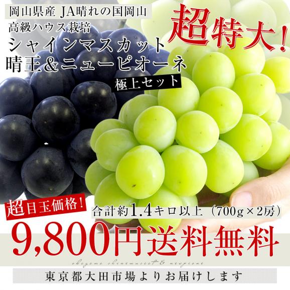 岡山県産 JA晴れの国岡山 高級ハウス栽培 超特大シャインマスカット晴王＆超特大ニューピオーネ ギフトセット 合計1.4キロ以上（1房700g×2）送料無料 ブドウ 葡萄 市場発送03