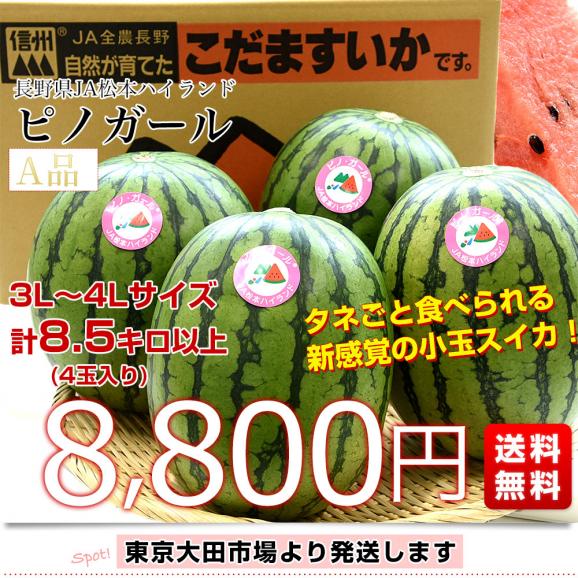 長野県産　 JA松本ハイランド ピノガール (小玉スイカ) A品  3Lから4Lサイズ 計8.5キロ以上（4玉入り） 送料無料 西瓜 すいか03