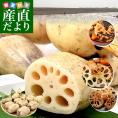 千葉県から産地直送 千葉県成田市れんこん組合「れんこん」 約2キロ MからSサイズ 送料無料 レンコン 蓮根 一本物 クール便