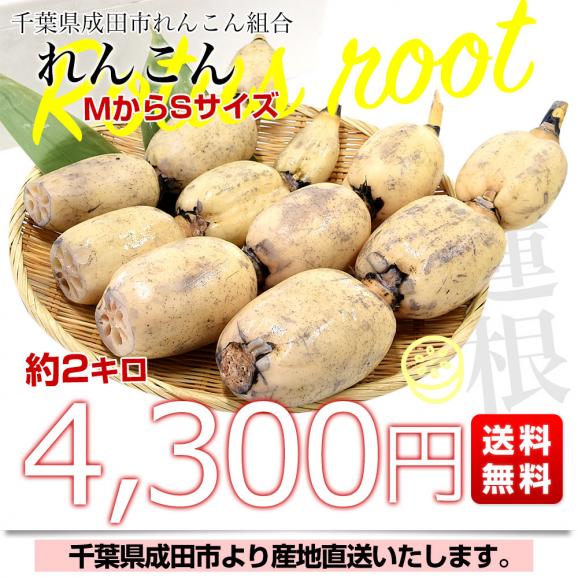 千葉県から産地直送 千葉県成田市れんこん組合「れんこん」 約2キロ MからSサイズ 送料無料 レンコン 蓮根 一本物 クール便03