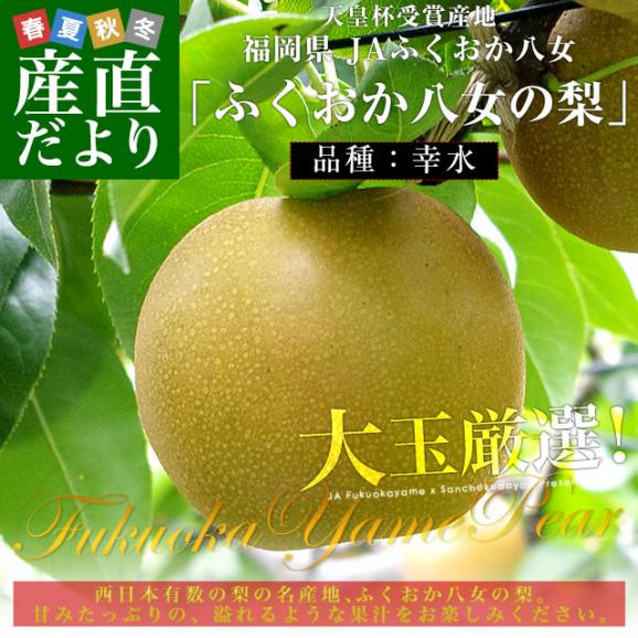 福岡県 JAふくおか八女 「ふくおか八女の梨」(品種：幸水） 大玉 約2.5キロ（5玉入り）送料無料 梨 なし 大玉梨02
