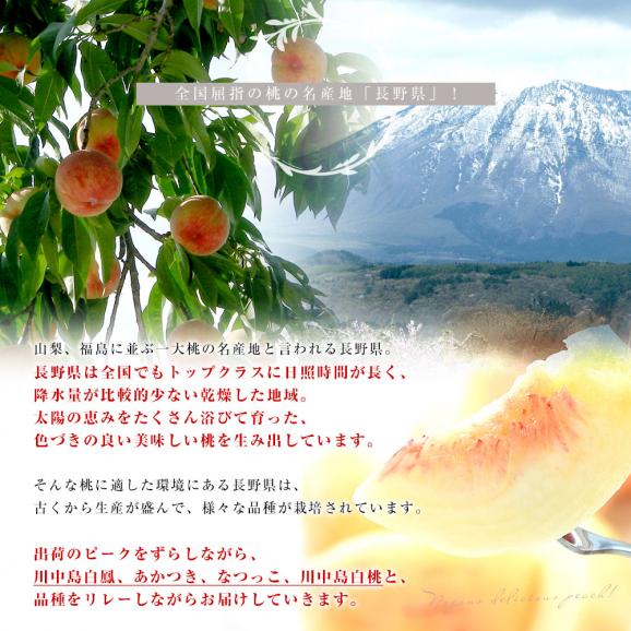 長野県 高糖度桃 約5キロ（15玉から16玉）※JAながの（エクセレント）又は、JAグリーン長野（輝々桃 キラキラモモ）どちらかでお届けになります。送料無料 もも モモ 桃05