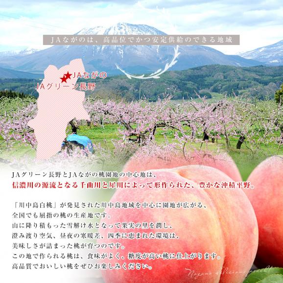 長野県 高糖度桃 約5キロ（15玉から16玉）※JAながの（エクセレント）又は、JAグリーン長野（輝々桃 キラキラモモ）どちらかでお届けになります。送料無料 もも モモ 桃06