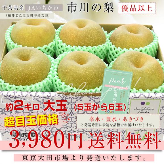 千葉県産 JAいちかわ 市川の梨 （柏井または市川中央支部）優品以上 約2キロ 大玉（5玉から6玉） 送料無料 梨 なし ナシ03