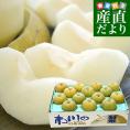 千葉県産 JAいちかわ 市川の梨 （柏井または市川中央支部）優品以上 約5キロ 大玉（12玉から14玉） 送料無料 梨 なし ナシ